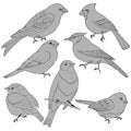 Set of images of birds, drawing in gray colors Royalty Free Stock Photo